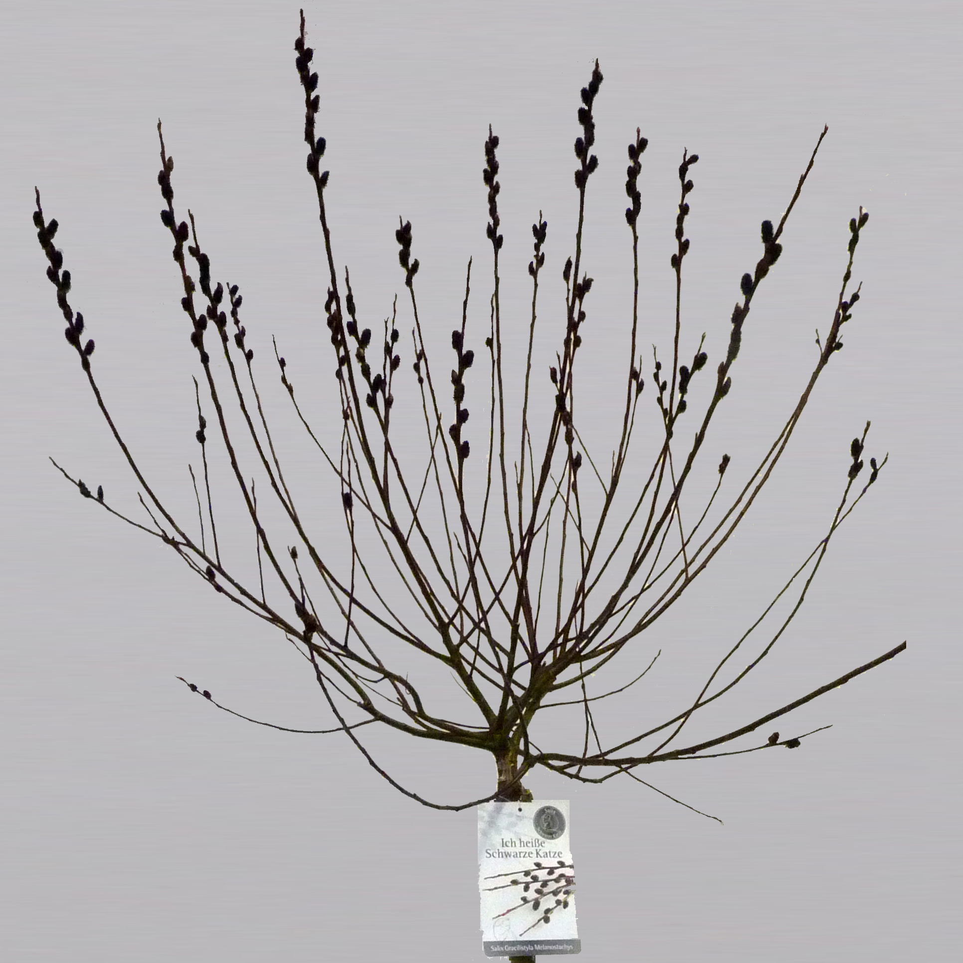 Salix Gracilistyla Melanostachys, kroon (stam 100)